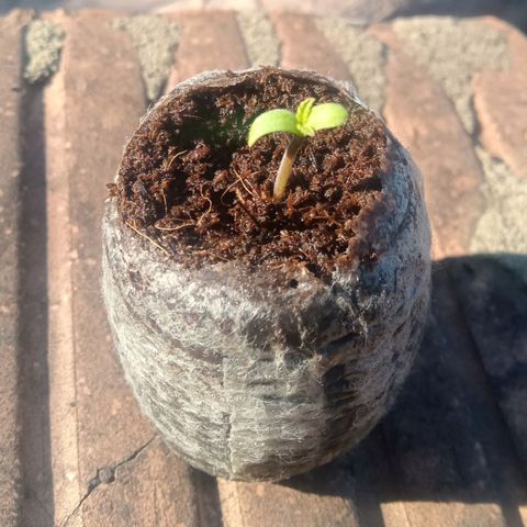 Northern Kush growlog timeline photo