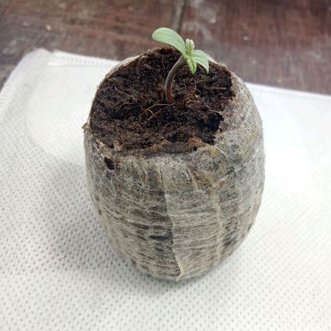 Northern Kush growlog timeline photo