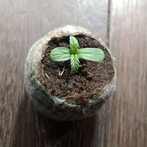 Northern Kush growlog timeline photo