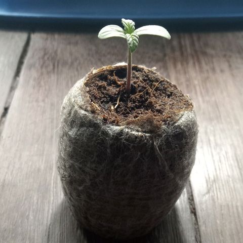Northern Kush growlog timeline photo
