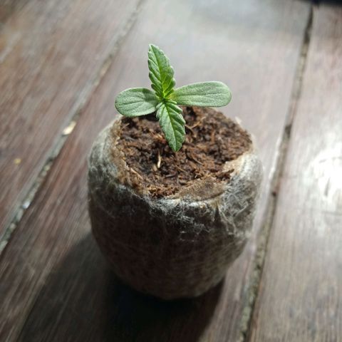 Northern Kush growlog timeline photo