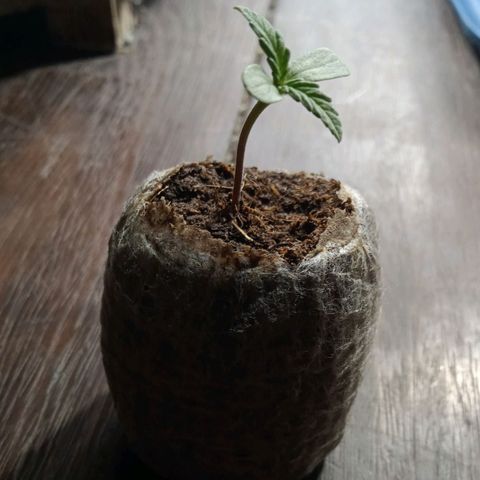 Northern Kush growlog timeline photo