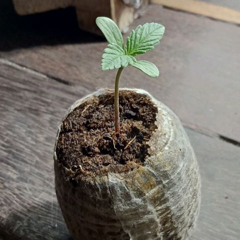 Northern Kush growlog timeline photo