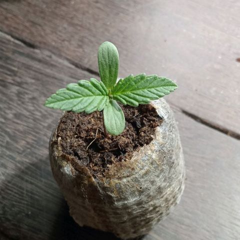 Northern Kush growlog timeline photo