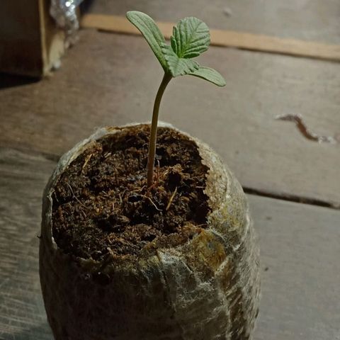 Northern Kush growlog timeline photo