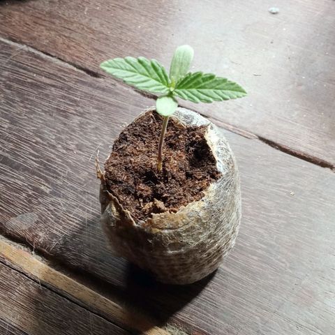 Northern Kush growlog timeline photo