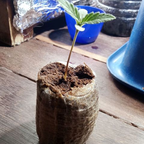 Northern Kush growlog timeline photo