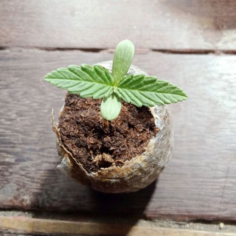 Northern Kush growlog timeline photo