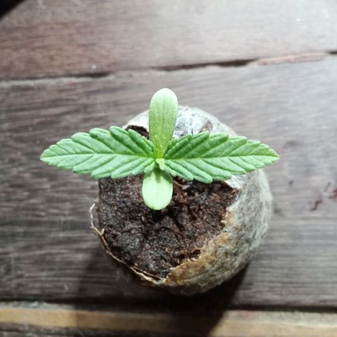 Northern Kush growlog timeline photo