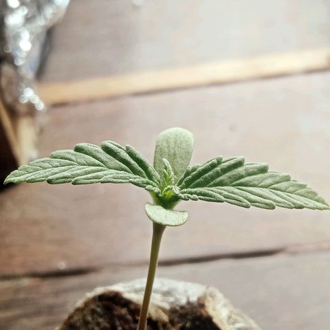 Northern Kush growlog timeline photo