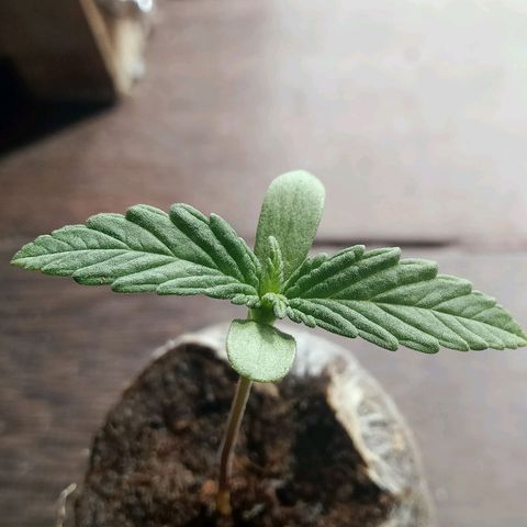 Northern Kush growlog timeline photo