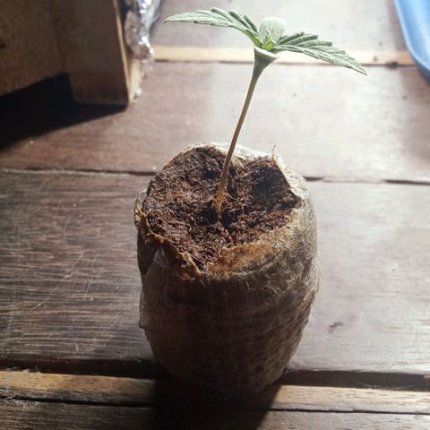Northern Kush growlog timeline photo