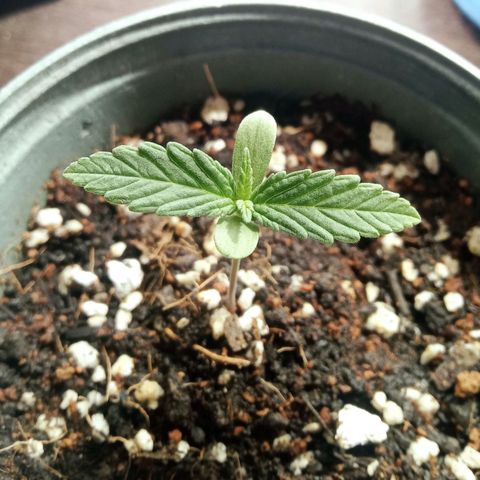 Northern Kush growlog timeline photo