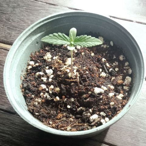Northern Kush growlog timeline photo