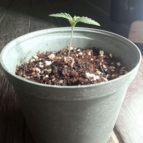 Northern Kush growlog timeline photo