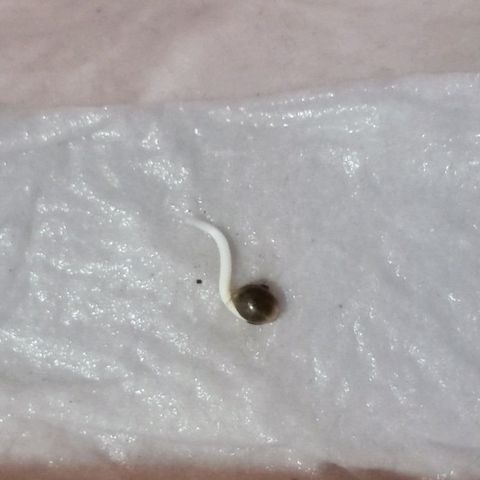Critical Mango  growlog photo: Primer día Jiffy 