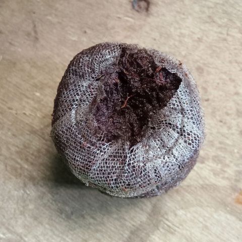 Critical Mango  growlog photo: Primer día Jiffy 