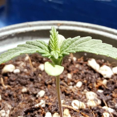 Northern Kush growlog timeline photo