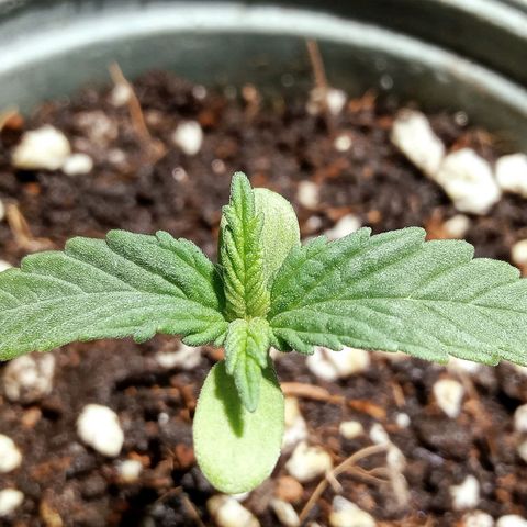 Northern Kush growlog timeline photo
