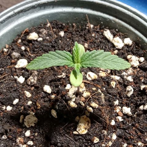 Northern Kush growlog timeline photo