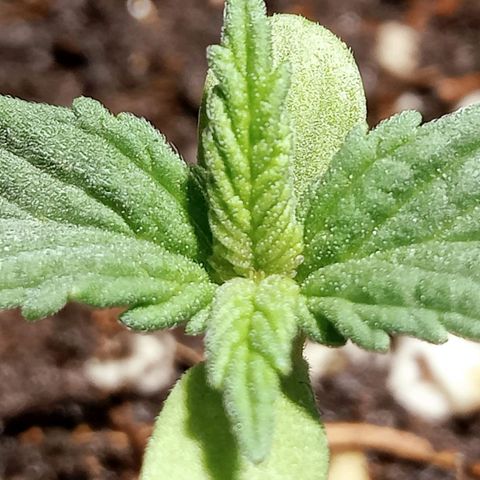 Northern Kush growlog timeline photo