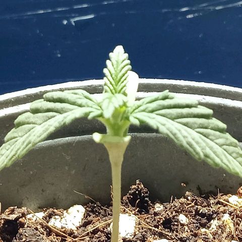 Northern Kush growlog timeline photo