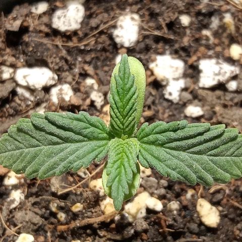 Northern Kush growlog timeline photo