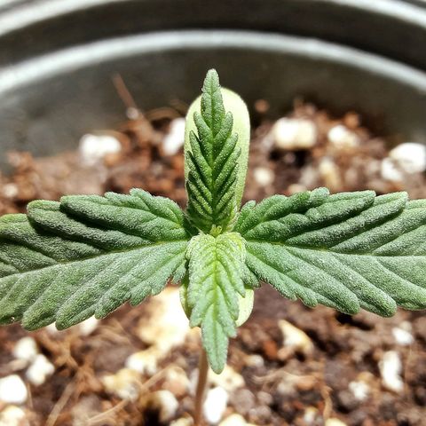 Northern Kush growlog timeline photo