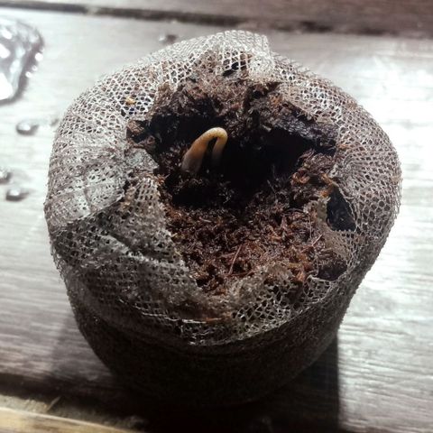 Critical Mango  growlog timeline photo