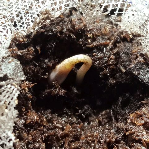 Critical Mango  growlog timeline photo