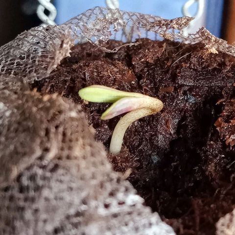 Critical Mango  growlog timeline photo