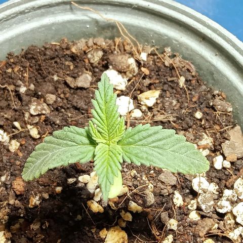Northern Kush growlog timeline photo