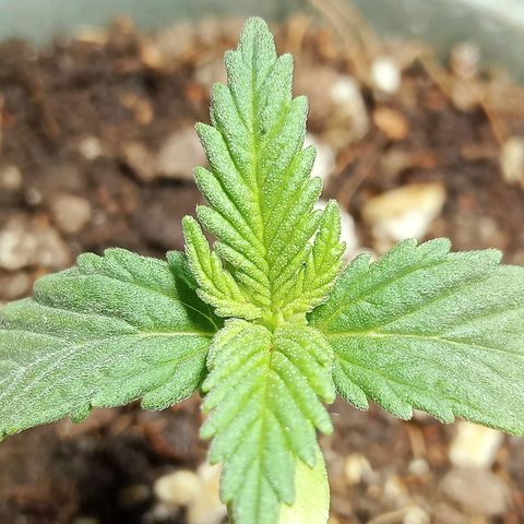 Northern Kush growlog timeline photo