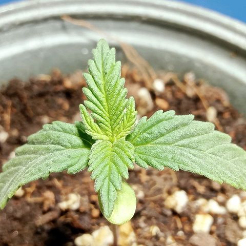 Northern Kush growlog timeline photo
