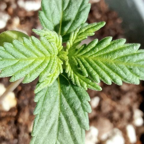 Northern Kush growlog timeline photo