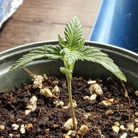 Northern Kush growlog timeline photo
