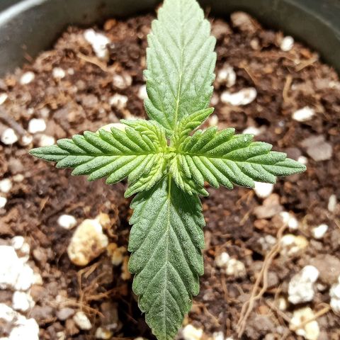 Northern Kush growlog timeline photo