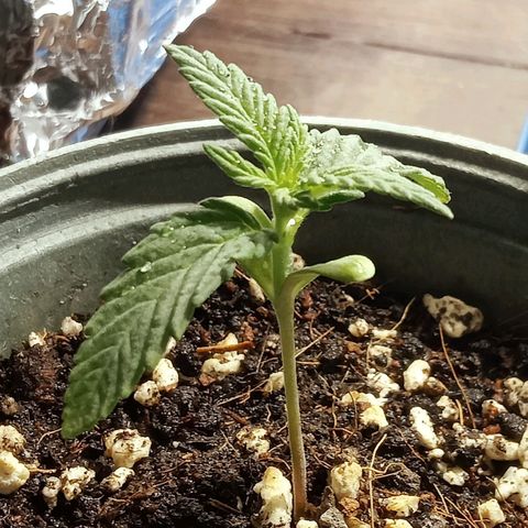Northern Kush growlog timeline photo