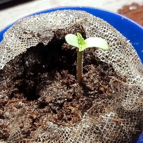 Critical Mango  growlog timeline photo