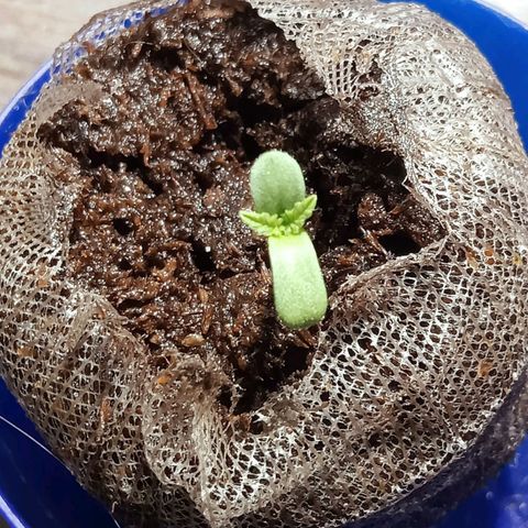 Critical Mango  growlog timeline photo