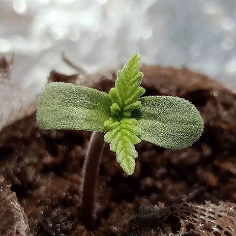 Critical Mango  growlog timeline photo