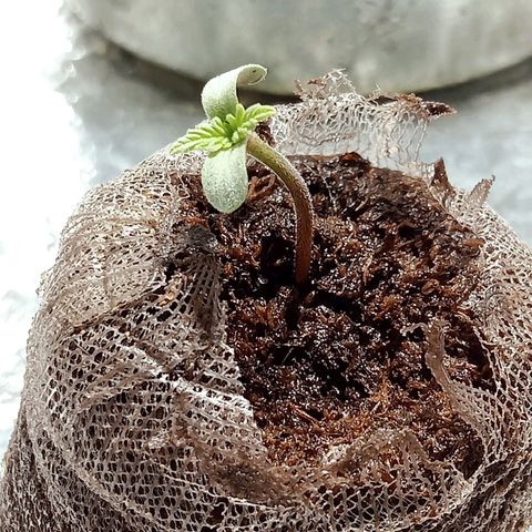 Critical Mango  growlog timeline photo
