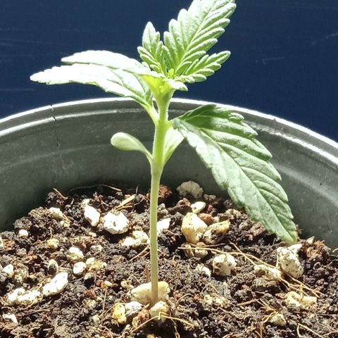 Northern Kush growlog timeline photo