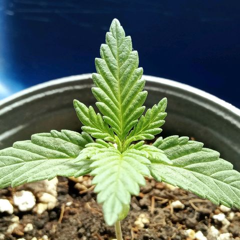 Northern Kush growlog timeline photo