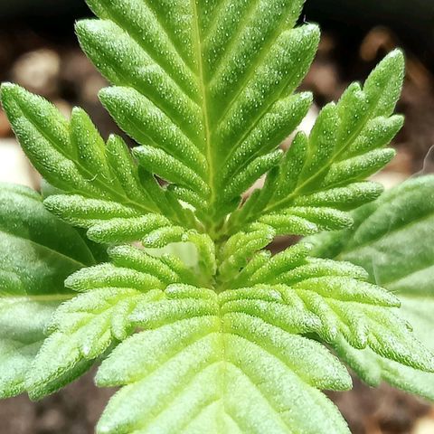 Northern Kush growlog timeline photo
