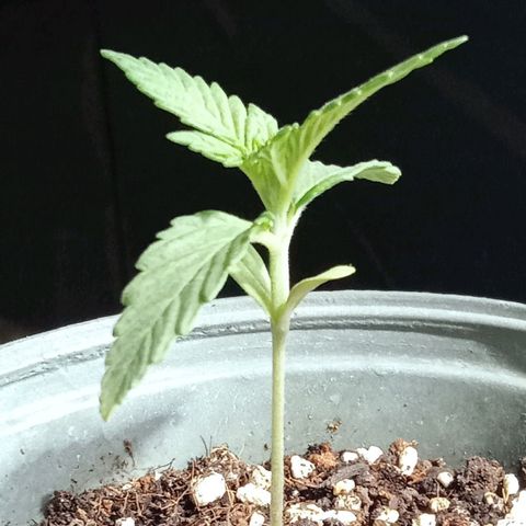 Northern Kush growlog timeline photo