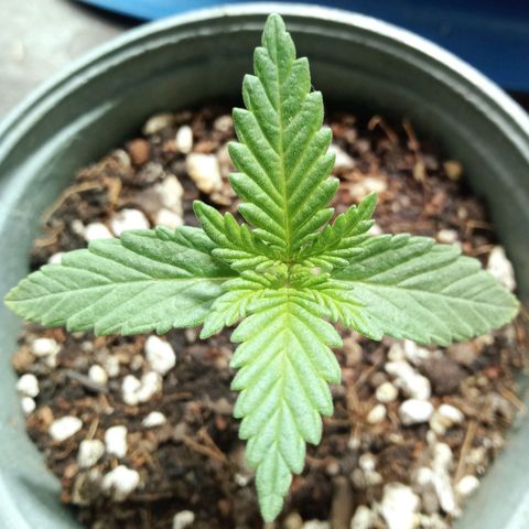 Northern Kush growlog timeline photo