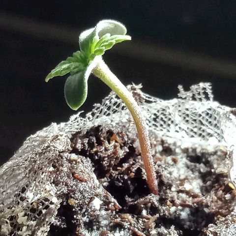 Critical Mango  growlog timeline photo