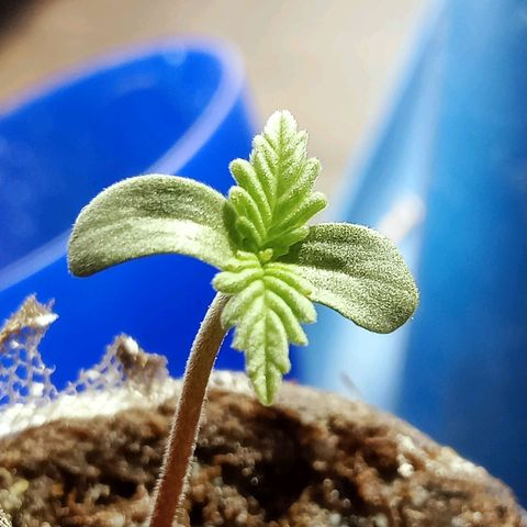 Critical Mango  growlog timeline photo