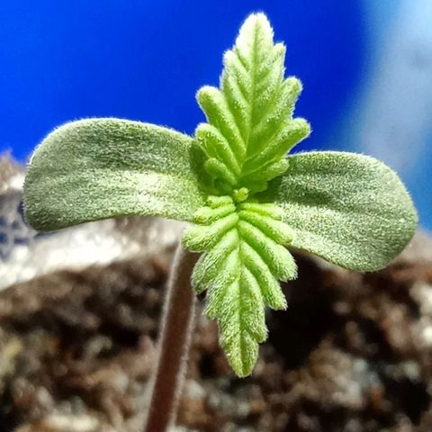 Critical Mango  growlog timeline photo